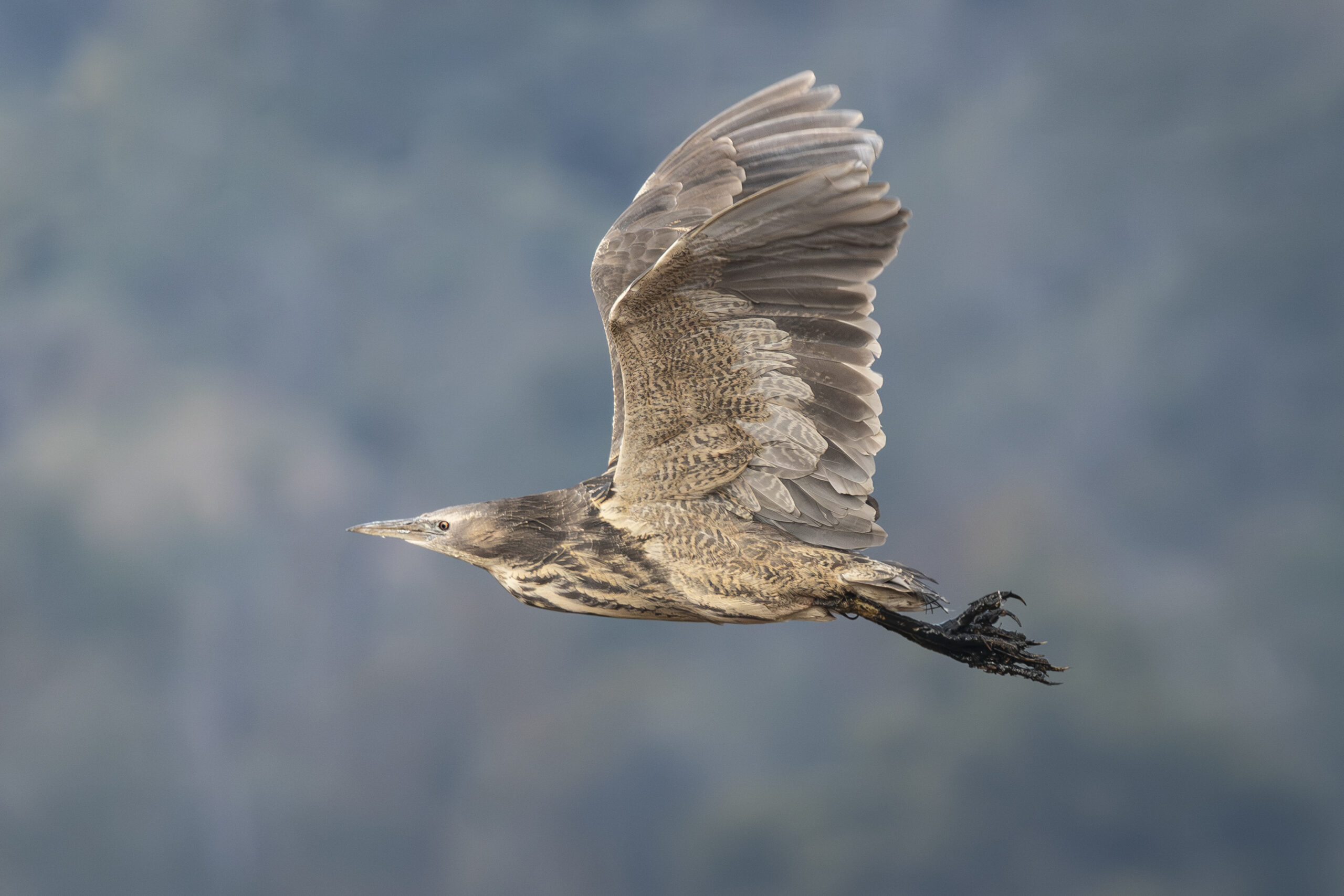 ‘Bunyip’ bird returns to restored Tasmanian wetlands