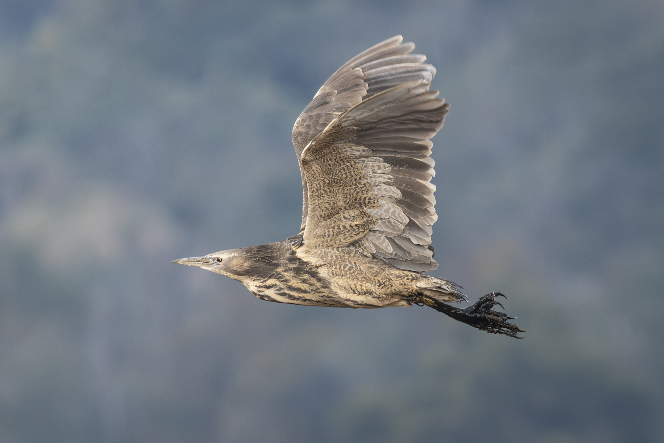 Image for article: ‘Bunyip’ bird returns to restored Tasmanian wetlands