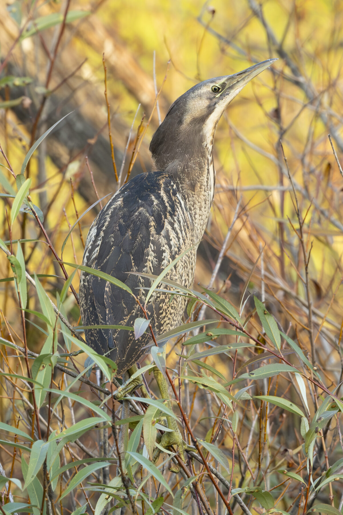 An Australasian bittern standing in dry shrubbery.