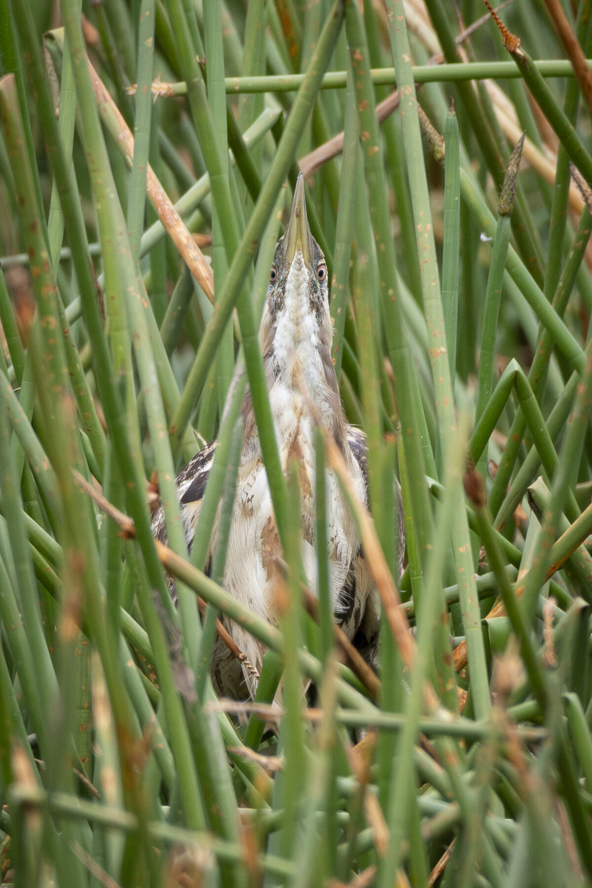 An Australasian bittern hiding in green reeds.