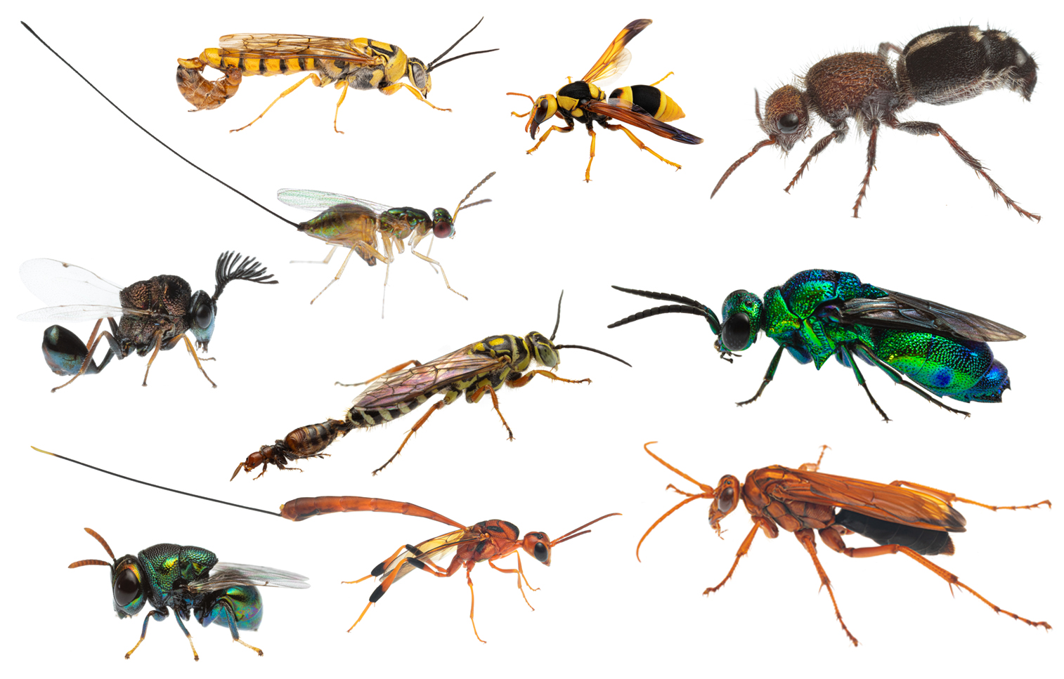Australia’s weird and wacky wasps