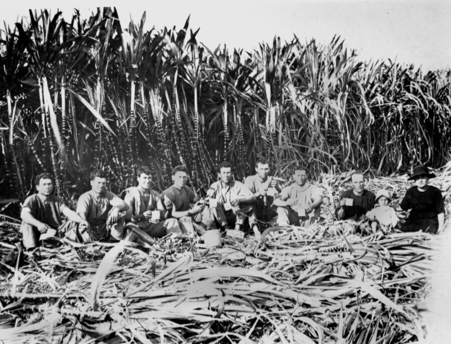 Italian sugar cane workers taking a tea break in the cane fields at Innisfail District in 1923.