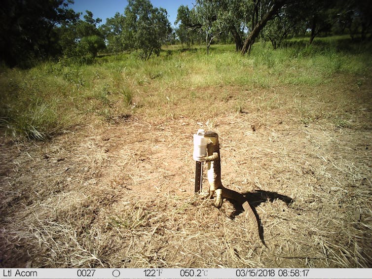 a yellow lizard inspecting a bait