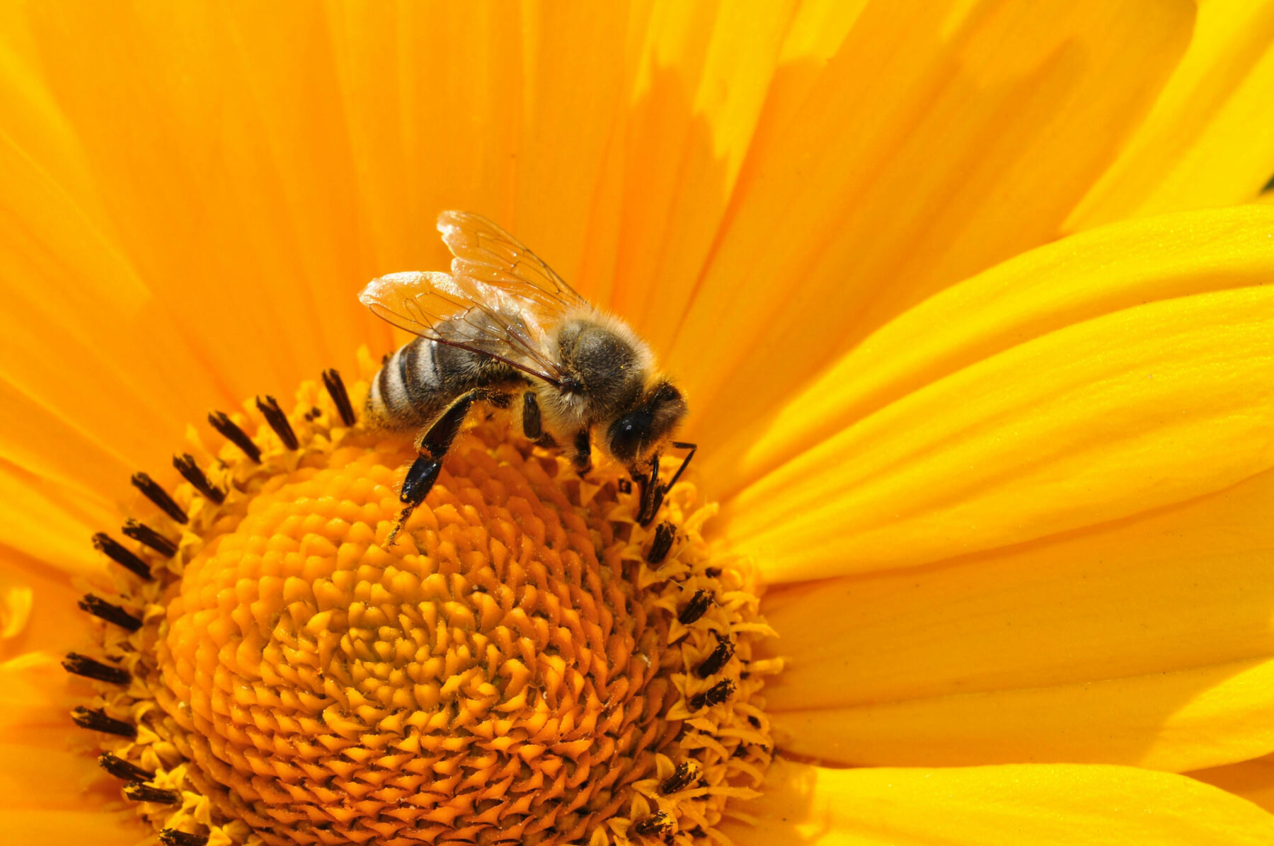 A bee collecting pollen on a yellow flower.