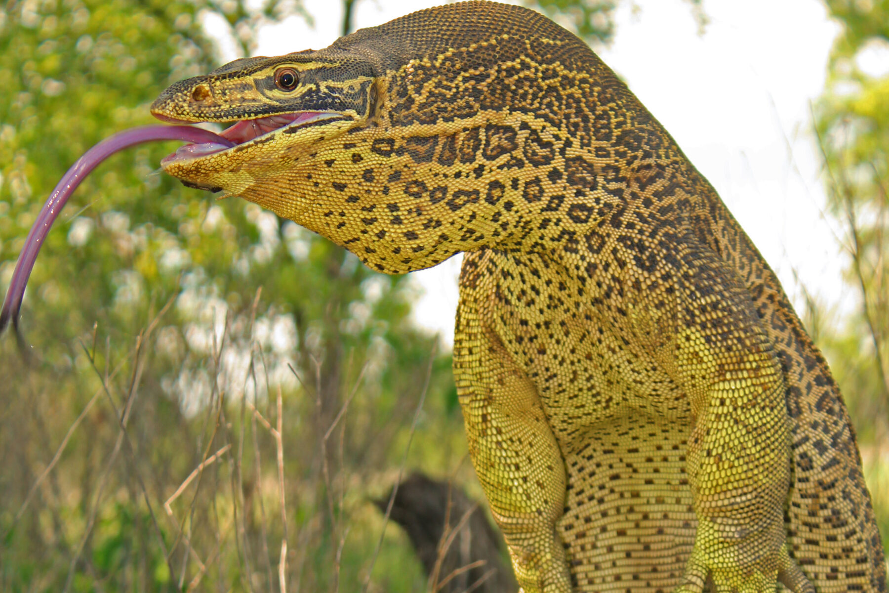 A yellow-spotted monitor lizard with its tongue out
