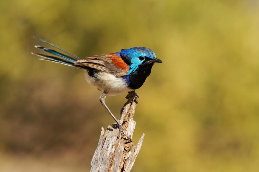a purple-backed fairywren bird