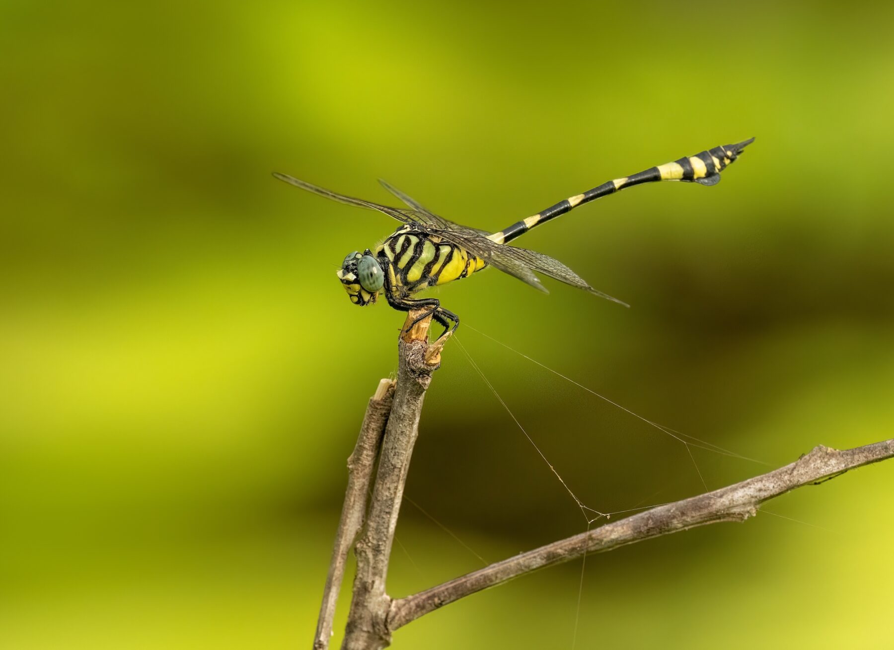 The Australian emperor dragonfly, also known as the yellow emperor dragonfly, scientific name Anax papuensis, close up of the dragon fly perched on a twig with an isolated background with copy space.