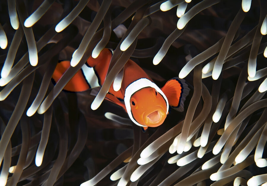 an orange and white fish swimming amongst grey anenomes in a symbiotic relationship