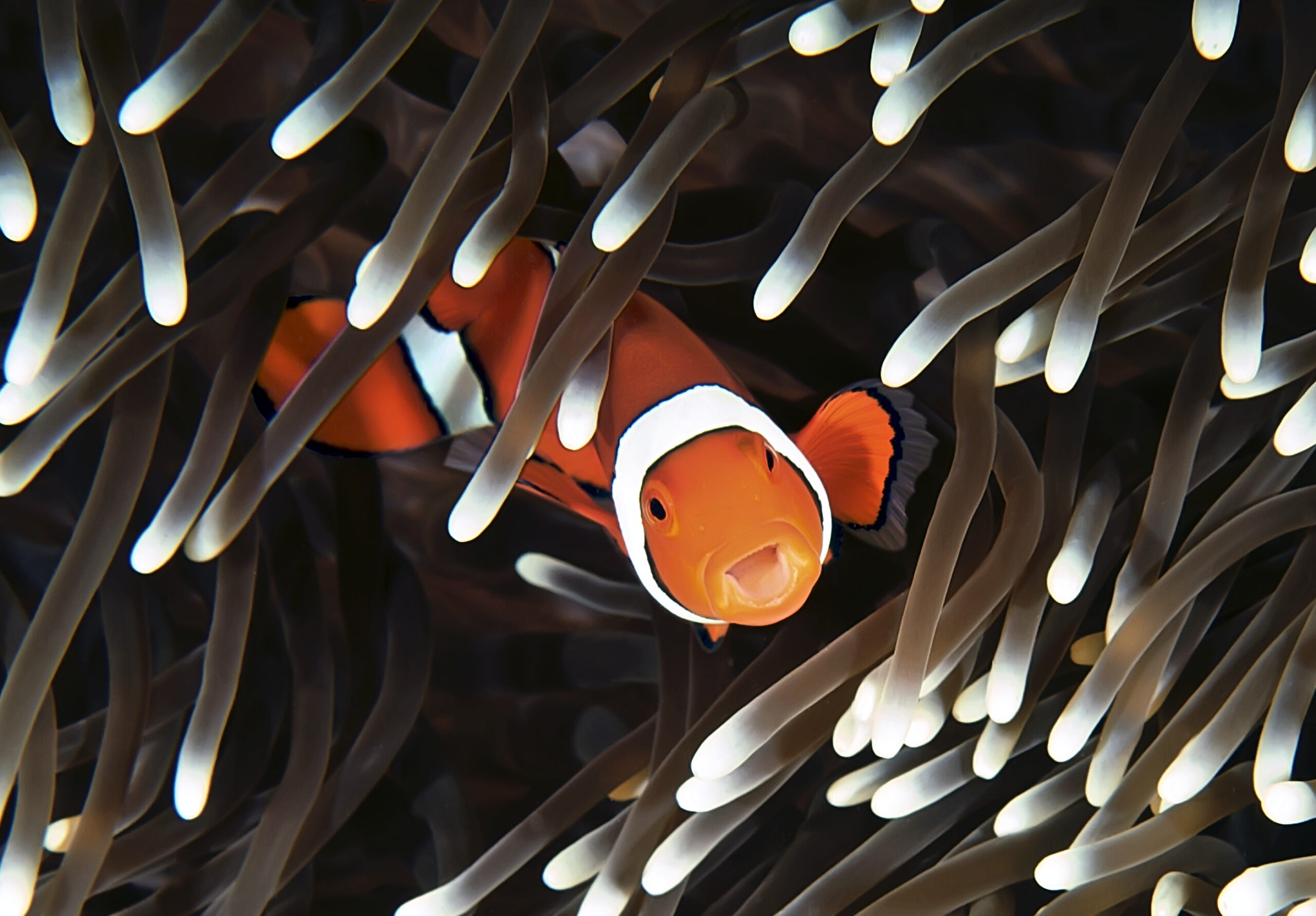What is symbiosis? And what makes a relationship symbiotic?