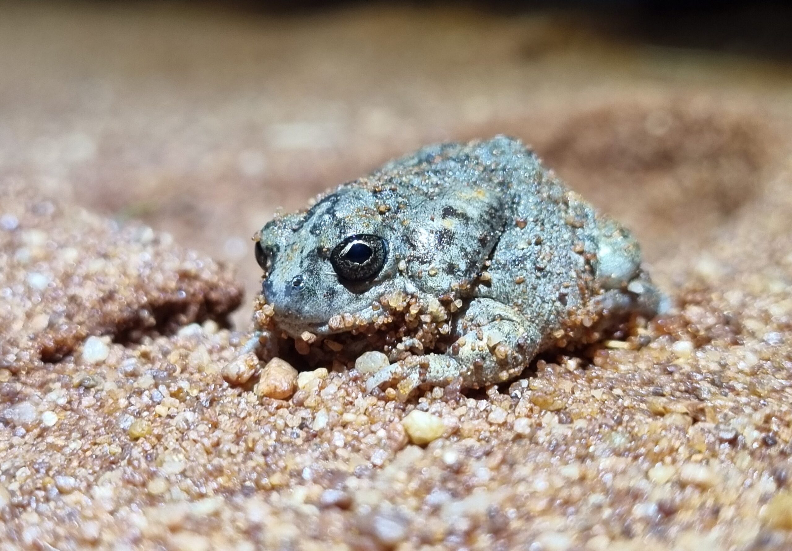 Image for article: Tiny Tanami toadlet call captured for the first time