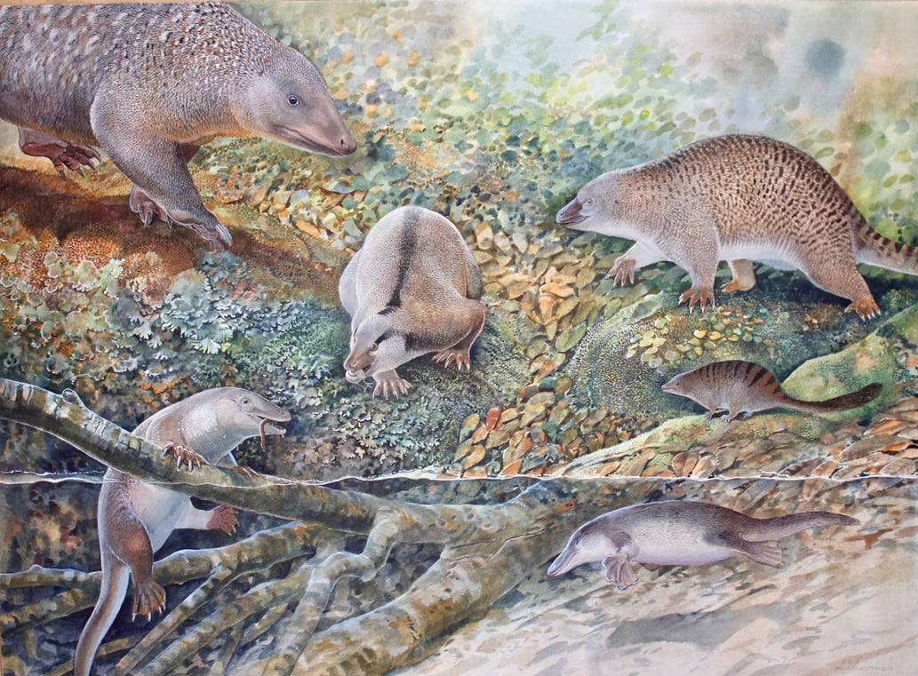 Image for article: Is the “echidnapus” the Rosetta Stone of early mammal evolution?