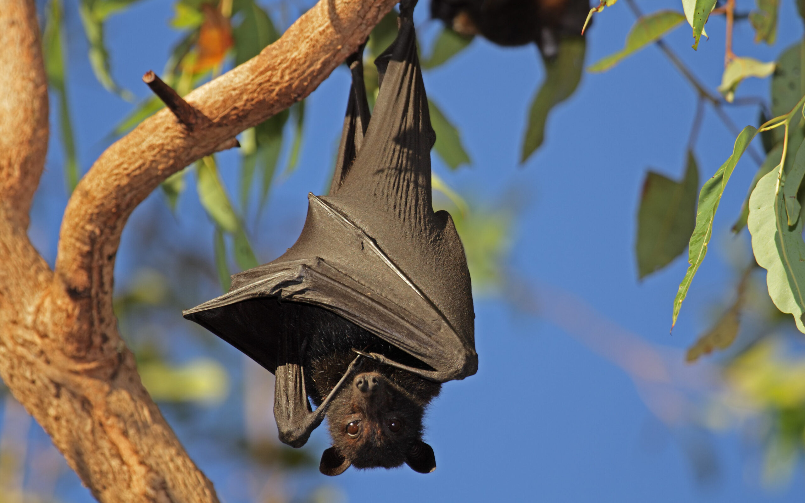 A black flying-fox hanging upside down in a tree