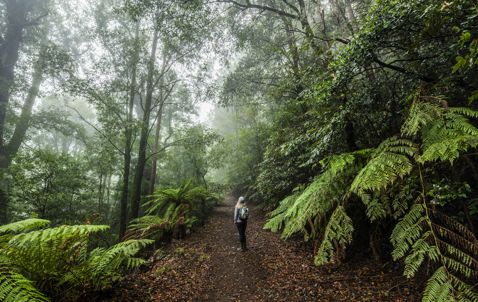 Image for article: Going high: Explore the Barrington Tops region, NSW