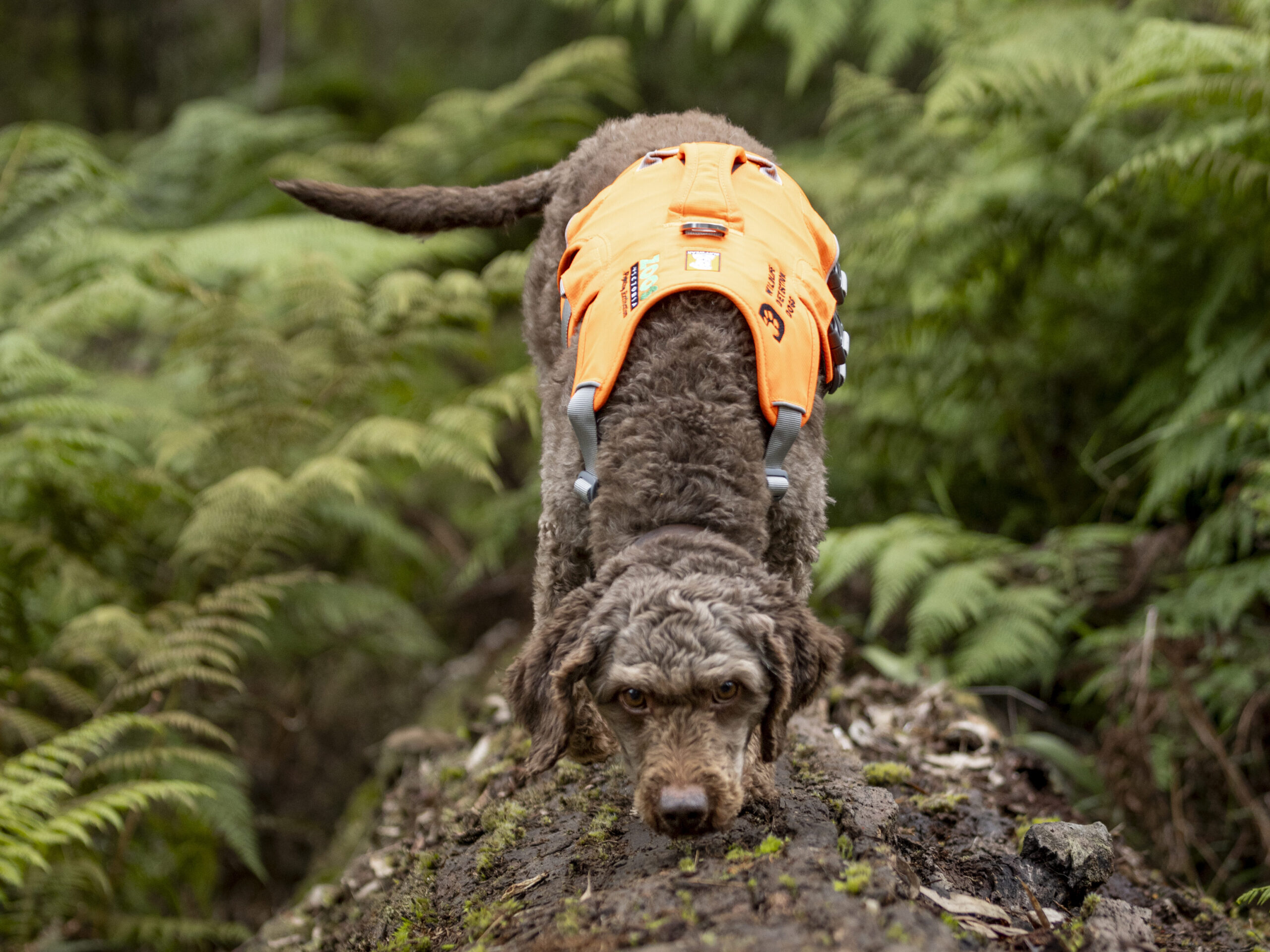 A dog sniffing along a log in a rainforest wearing an orange coat