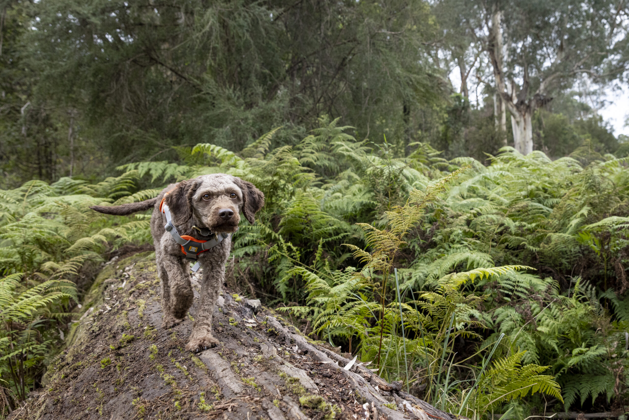 Image for article: On the nose: wildlife detection dog successfully trained to find rare ‘finger’ fungus
