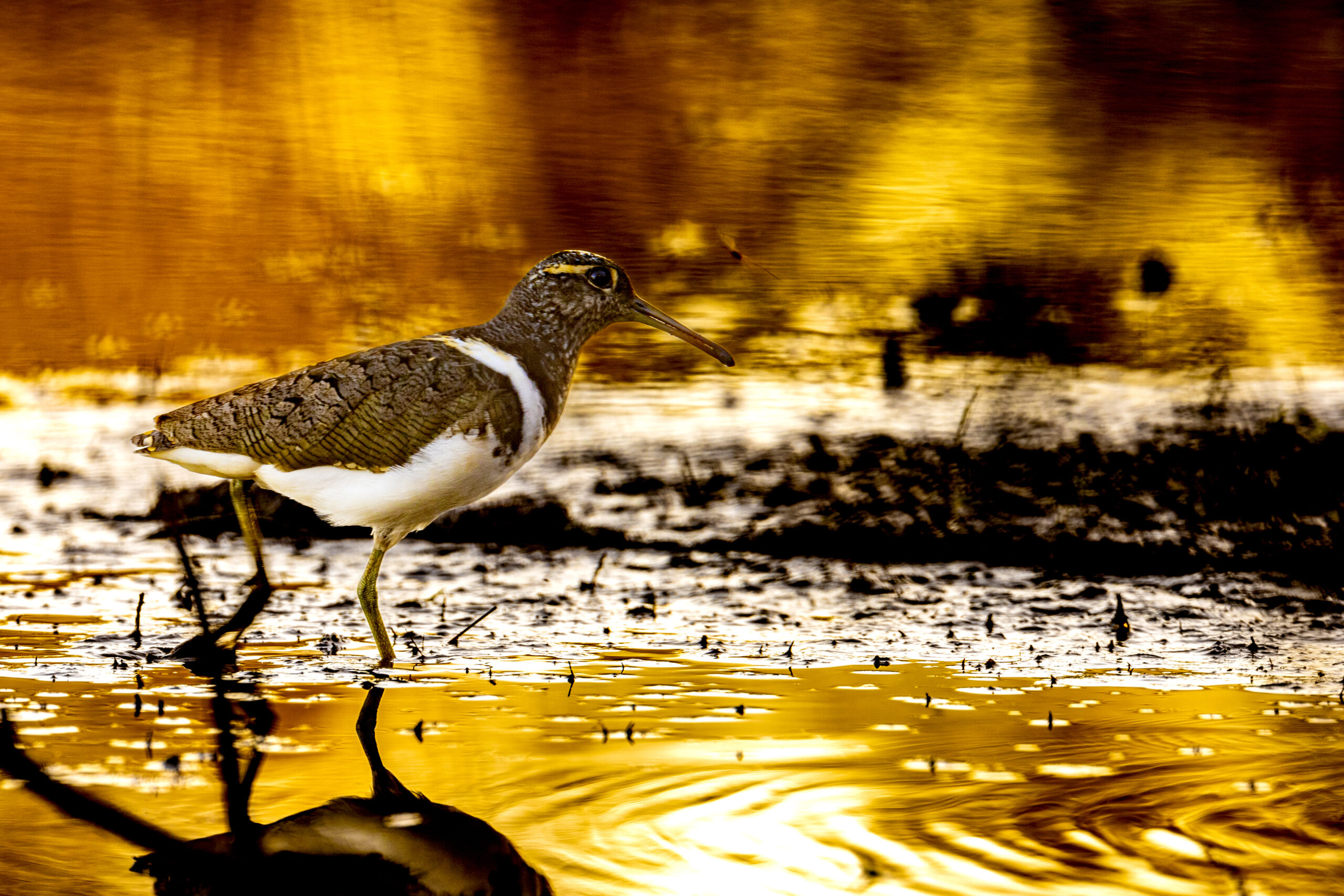 Image for article: In search of our mysterious painted-snipe