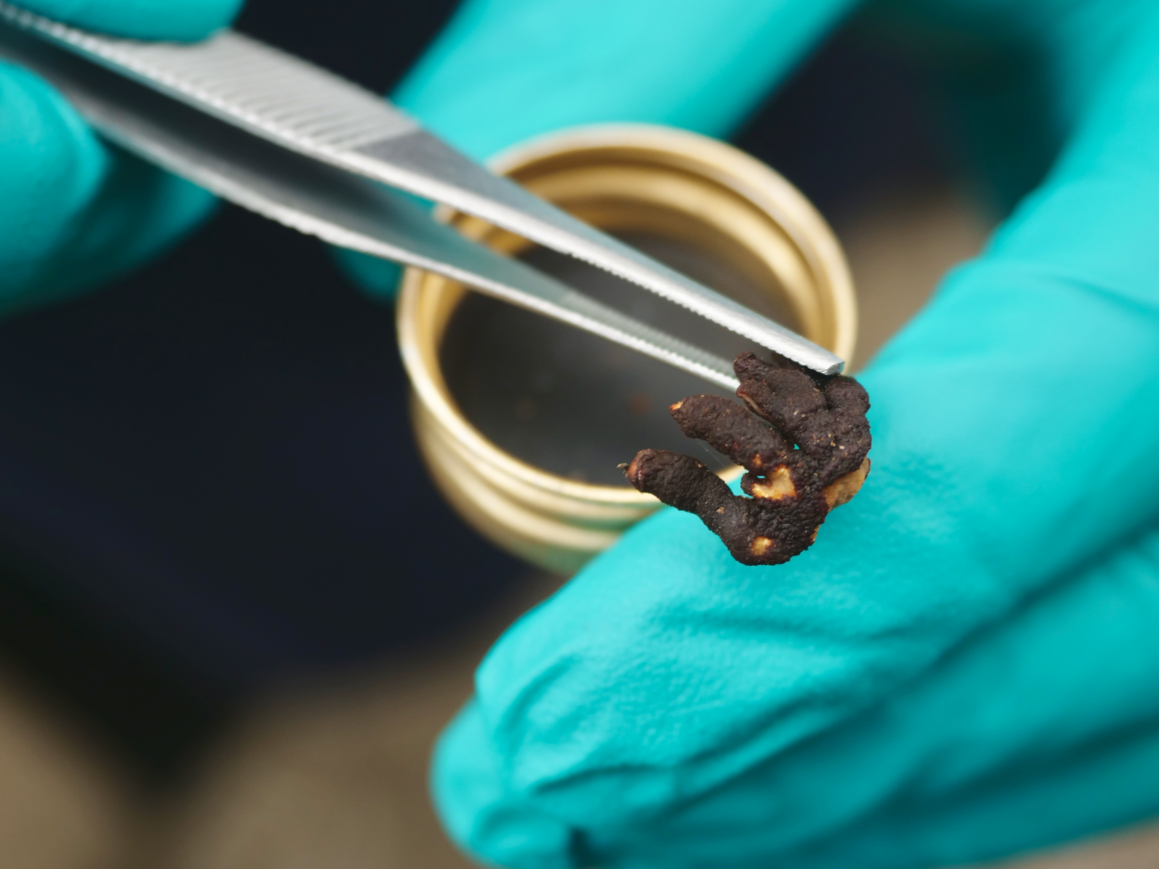 A frozen sample of a tea-tree fingers (Hypocreopsis amplectens) fungus