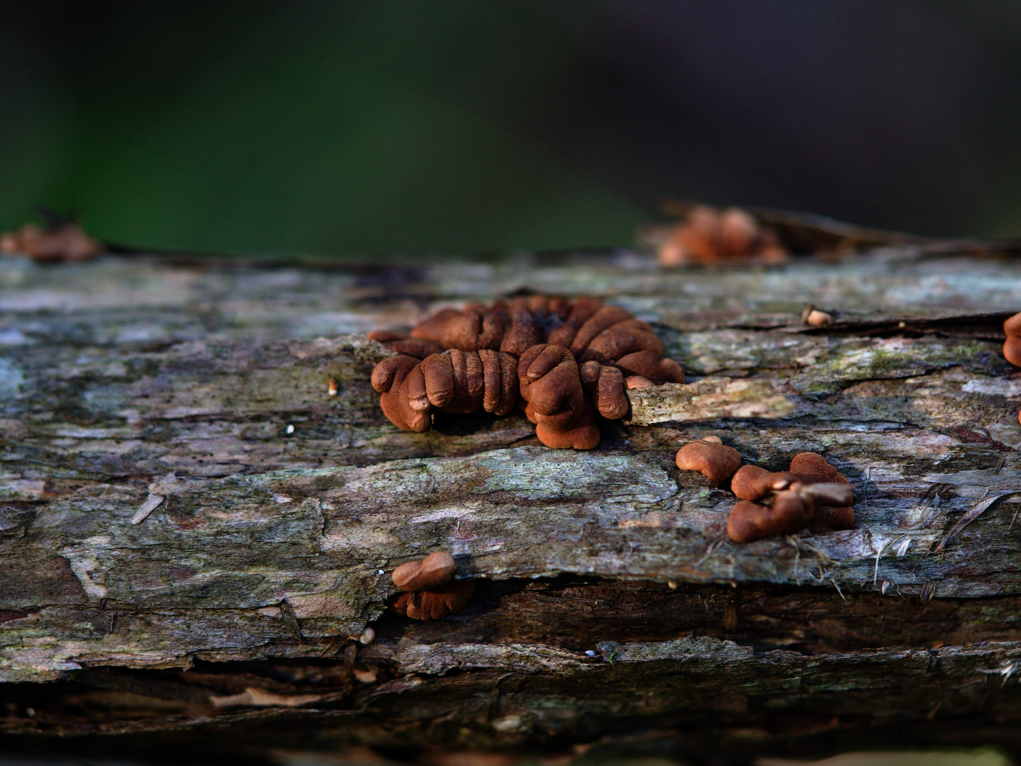 Tea-tree fingers (Hypocreopsis amplectens) fungus resembles dark, chubby fingers clutching a piece of wood.