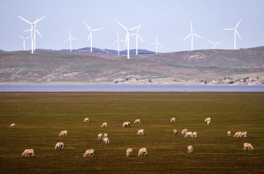 Sheep graze in front of wind turbines on Lake George on the outskirts of Canberra.