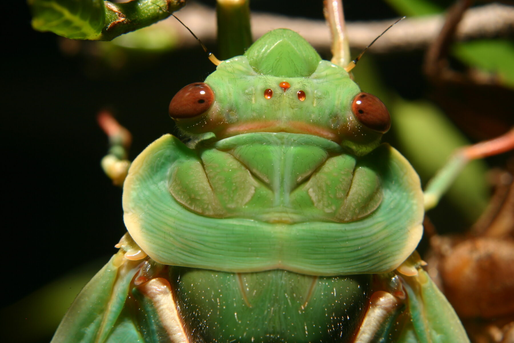 Green grocer cicada (Cyclochila australasiae)