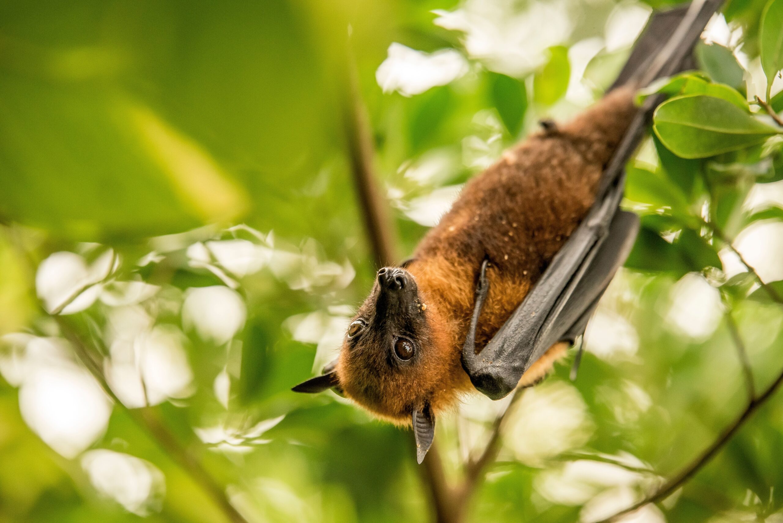 Image for article: A guide to the flying-foxes of Australia