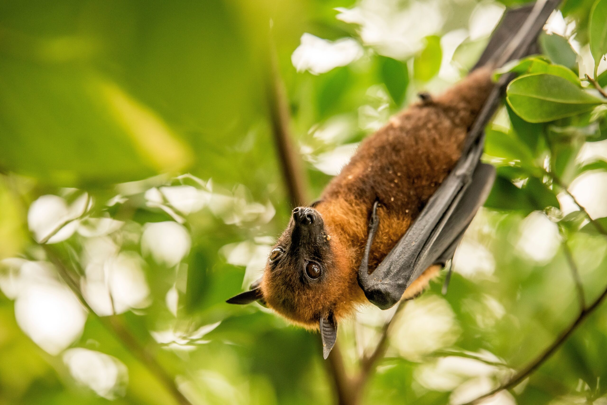 A guide to the flying-foxes of Australia