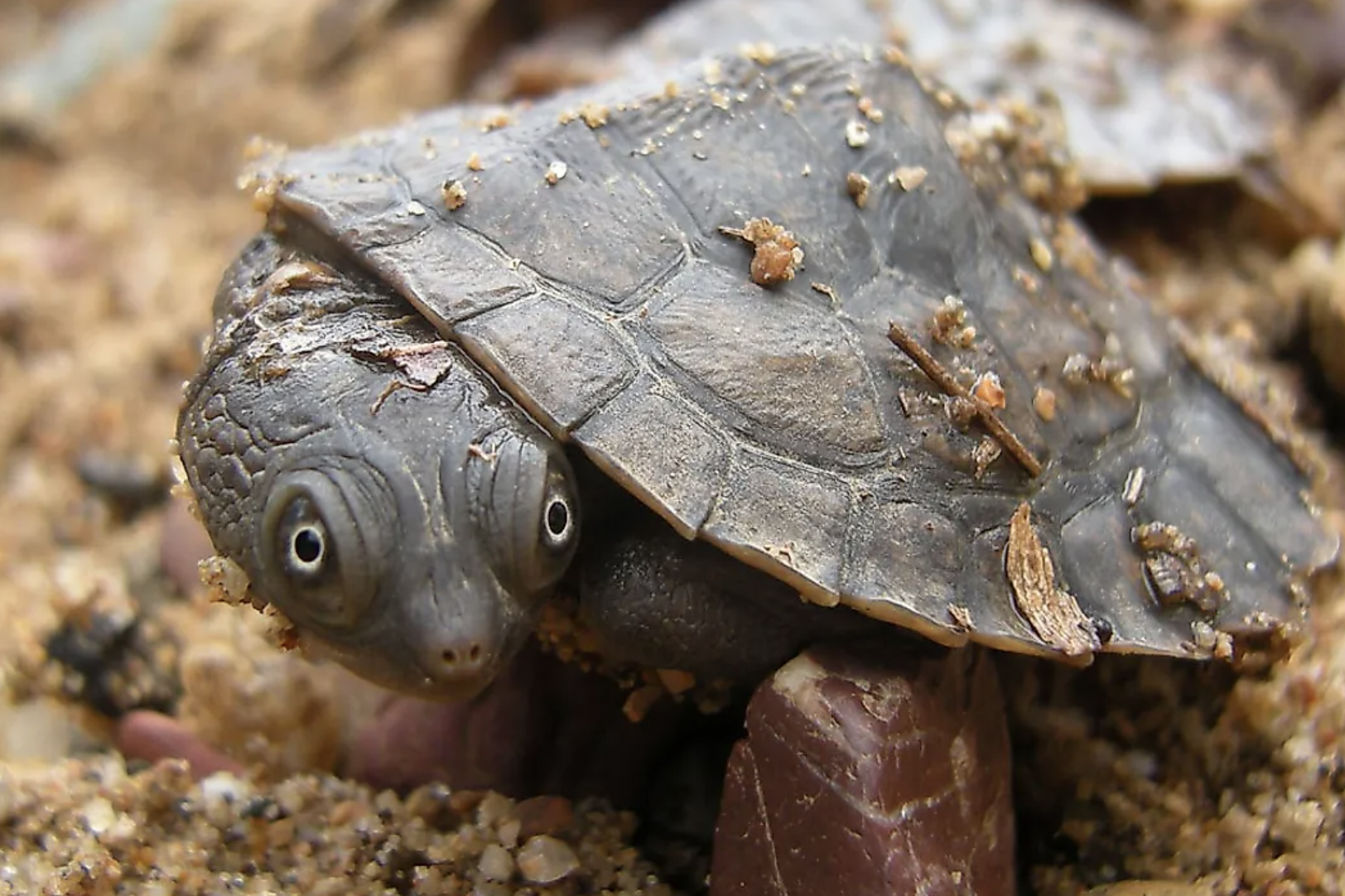 Image for article: Thanks to Tiaro — how this small Aussie town is saving the Mary River turtle