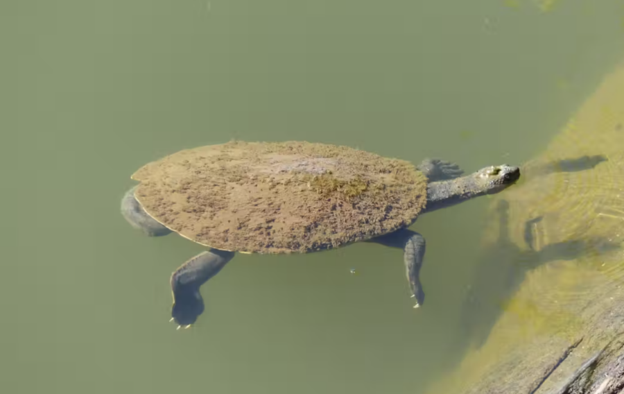 Mary River turtle