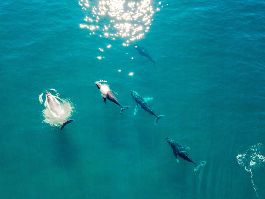 An aerial view of humpback whales in Byron Bay in New South Wales, Australia.