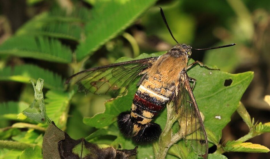 A pellucid hawk moth on a leaf