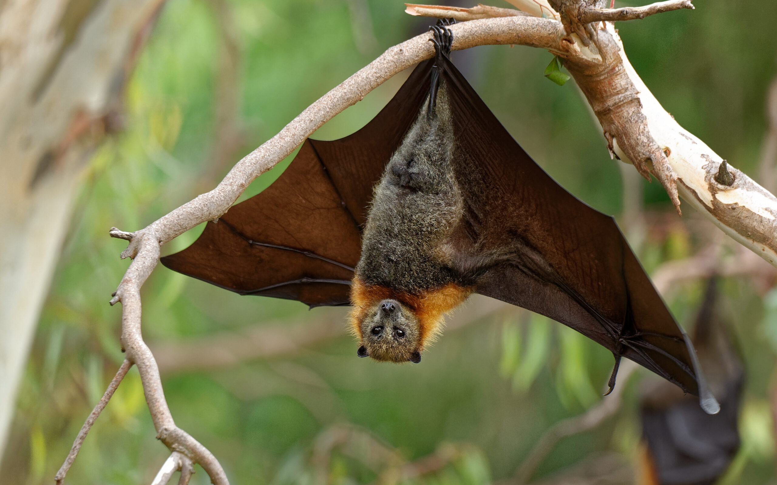 A Grey-headed flying-fox hanging upside down in a tree