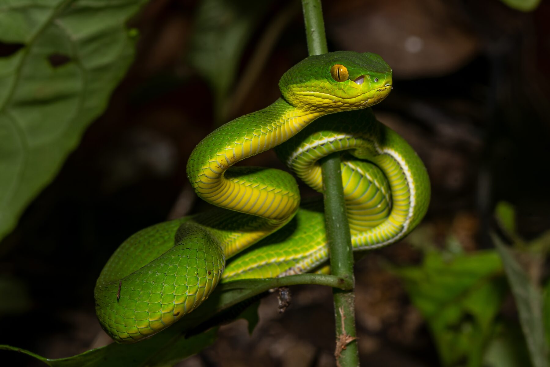 A green white-lipped pit viper (Trimeresurus insularis) coiled around a branch in a rainforest
