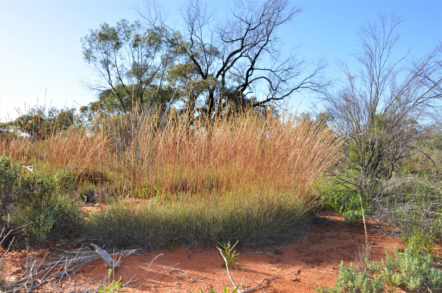 Porcupine grass (Triodia scariosa) in the outback