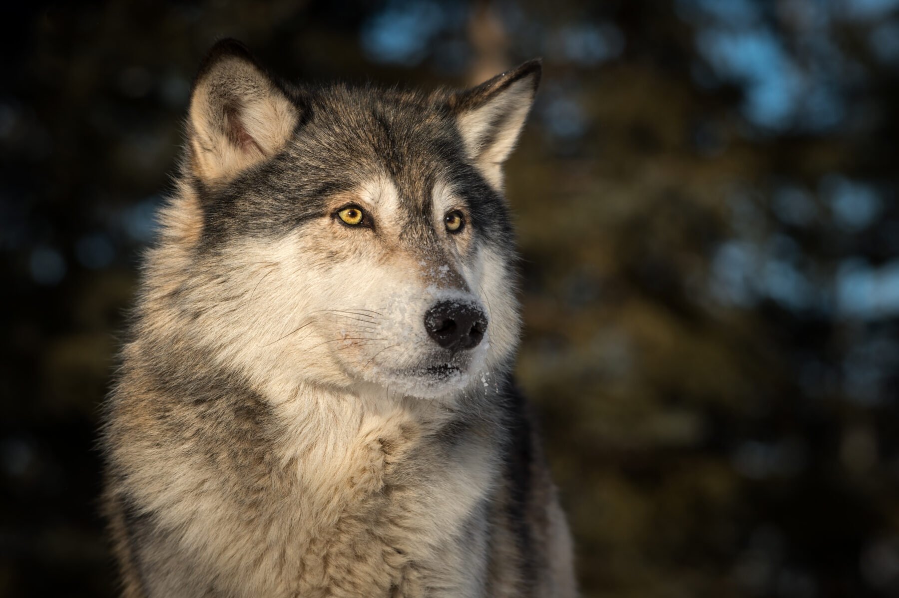 A Wolf