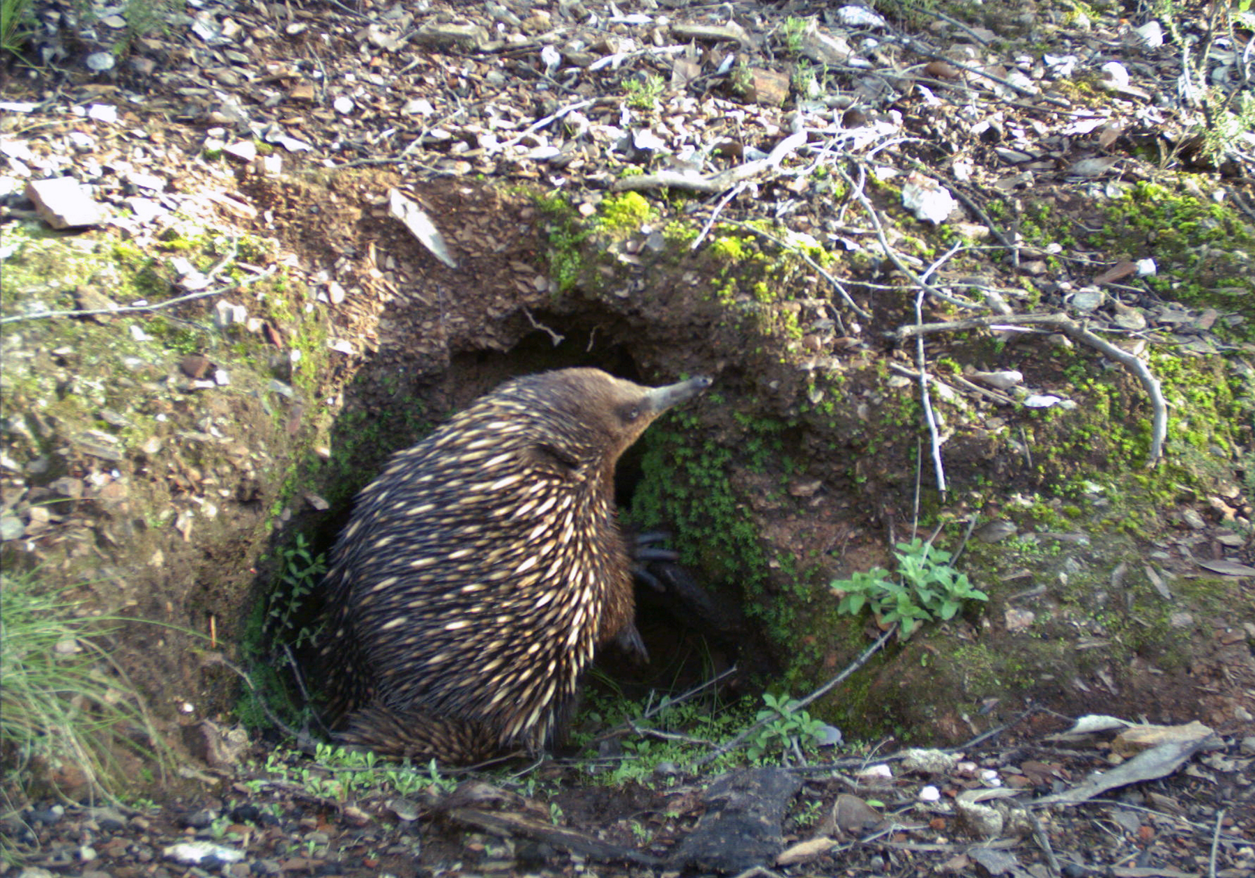 Image for article: Wombat burrows provide refuge from fires