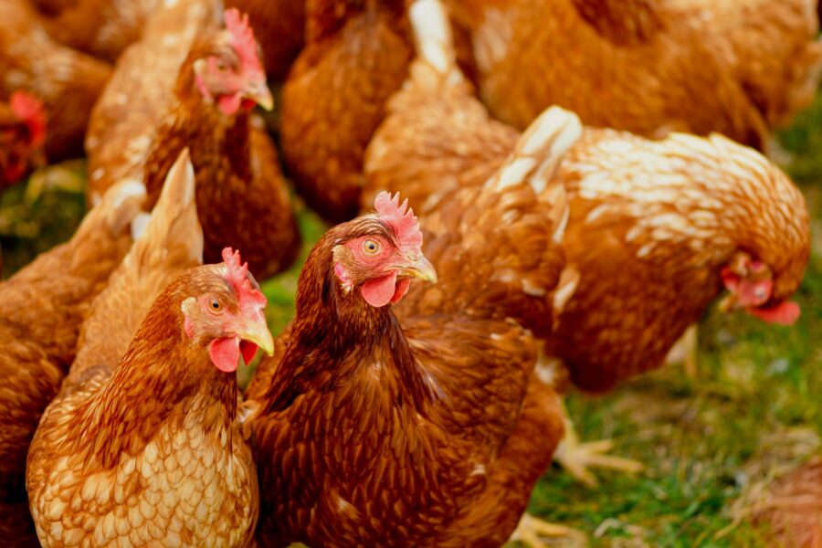 Flock of hens on a green field.