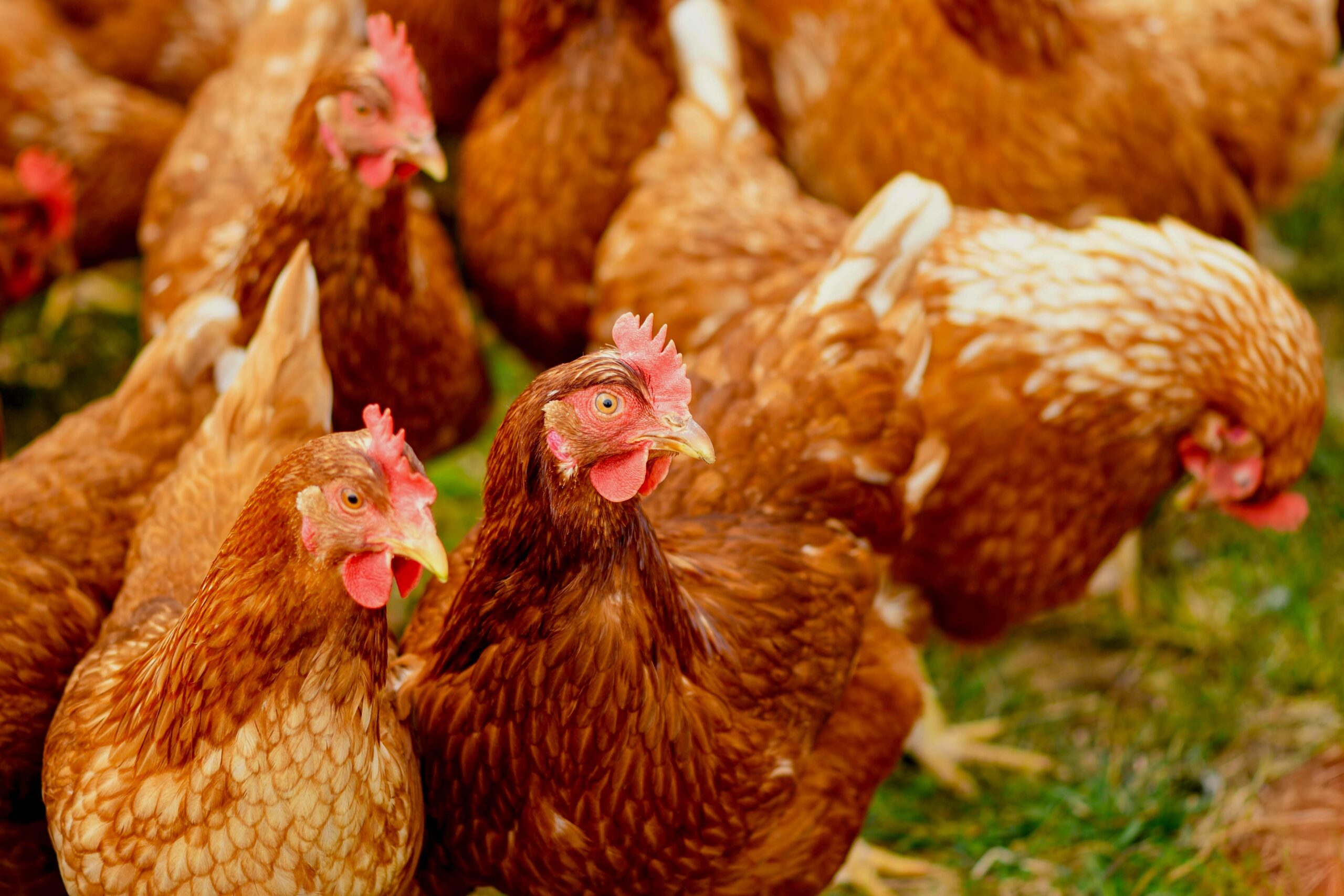 Australian bird flu cases: the potential impact on humans and native wildlife