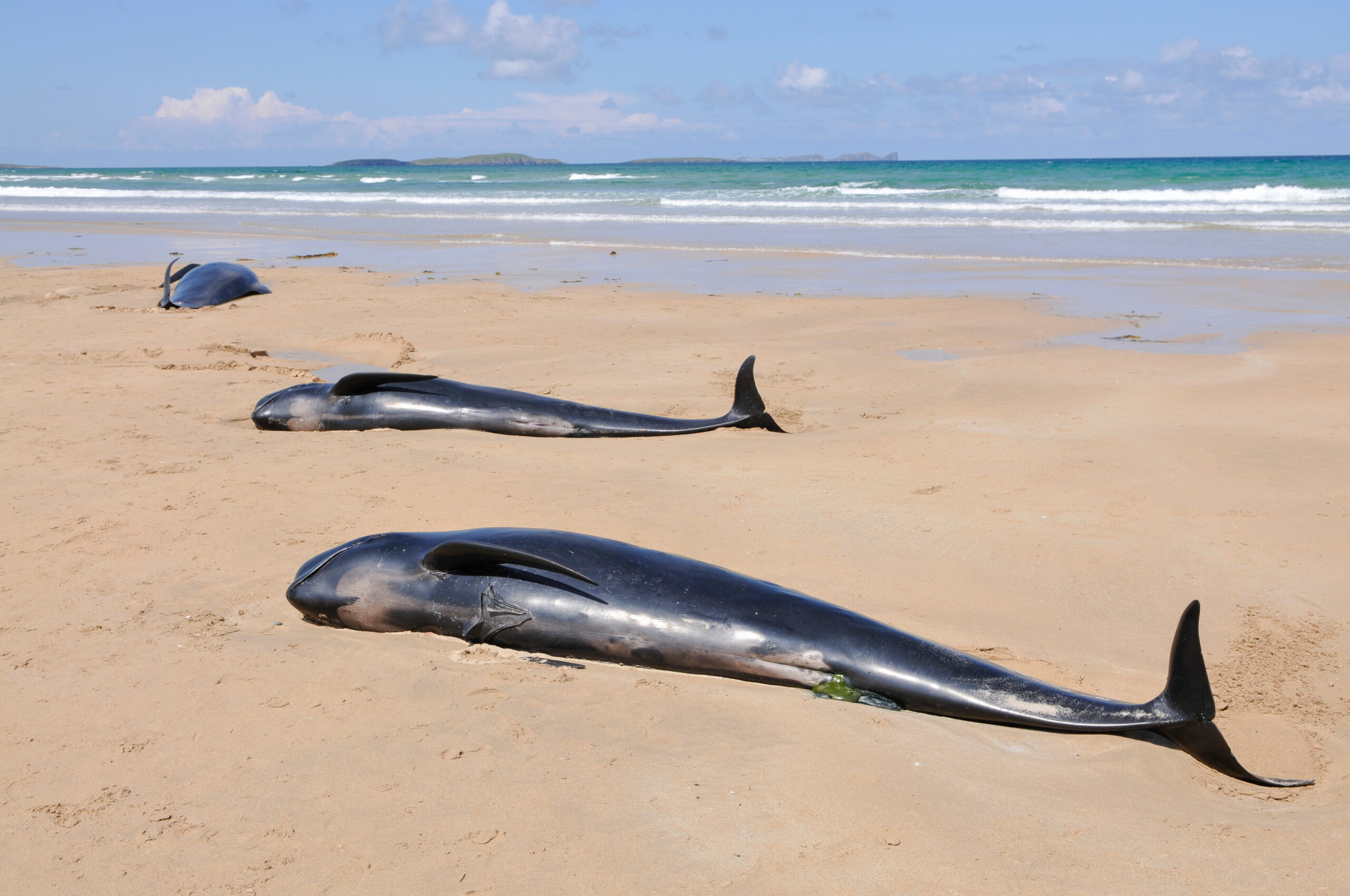 What causes pilot whale strandings?