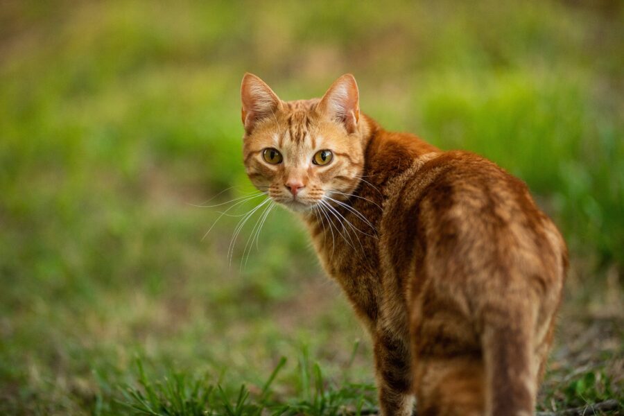 A ginger cat