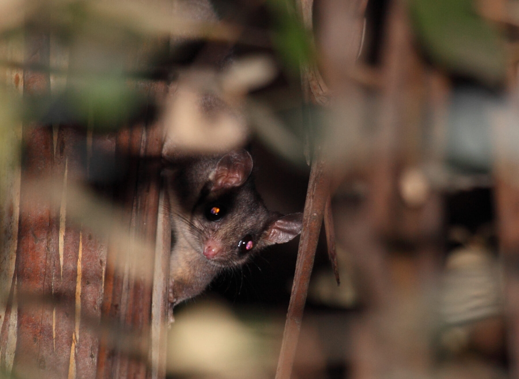 A critically endangered Leadbeater's Possum peers out from its home in a forest