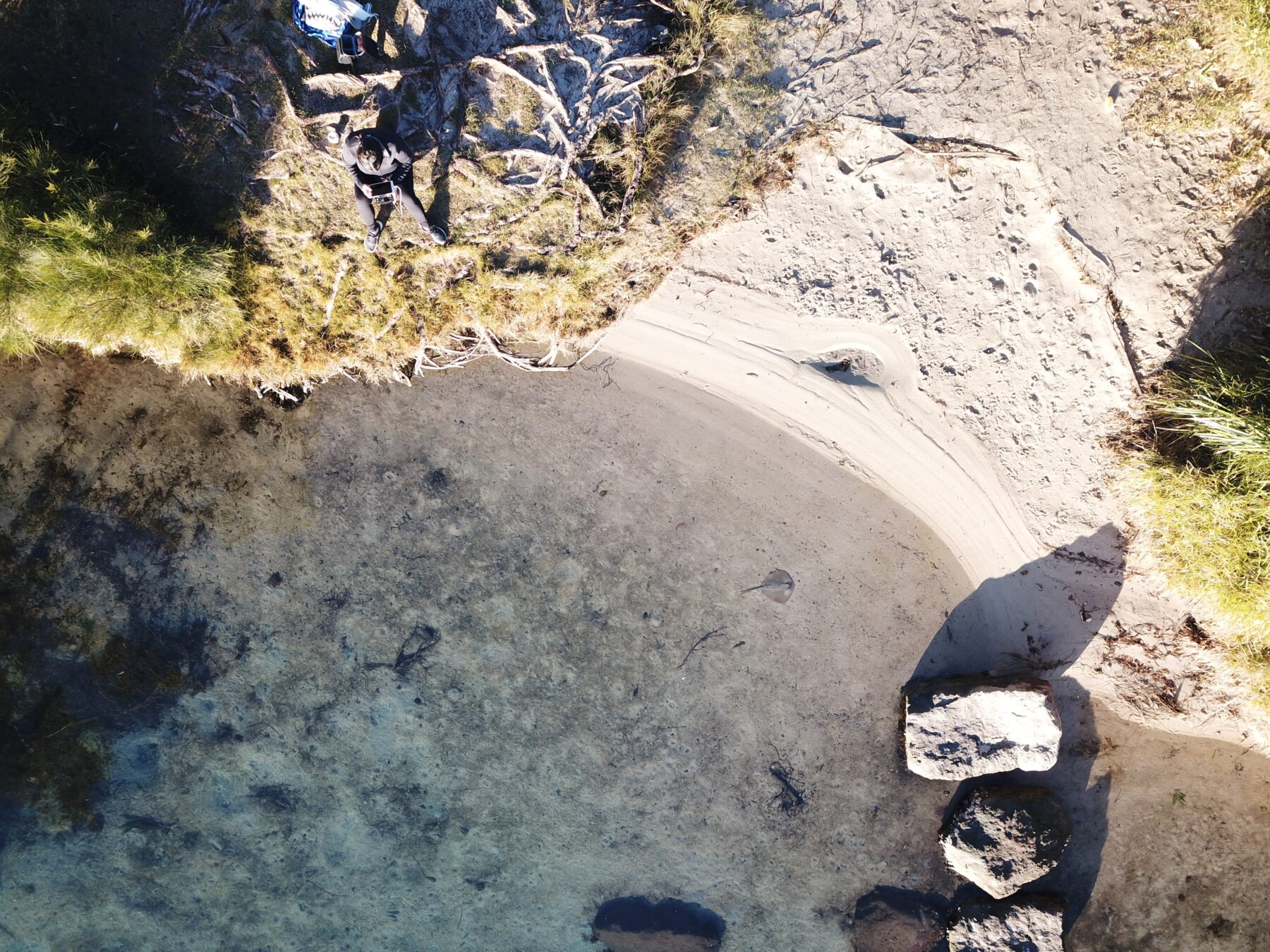 An estuary stingray (Hemitrygon fluviorum) rest in a cove within the Brisbane Water estuary system, NSW