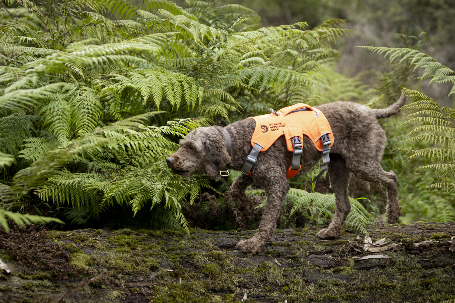 A specialist detection dog trained to detect the hormones of critically endangered animals in the field