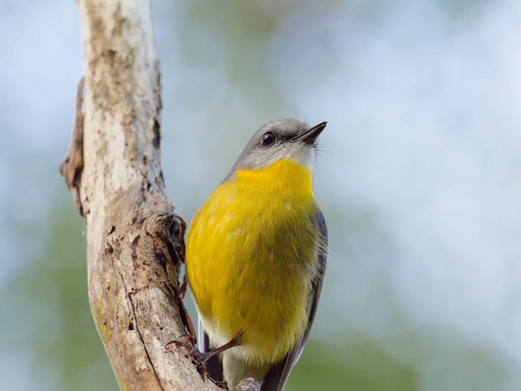 An eastern yellow robin