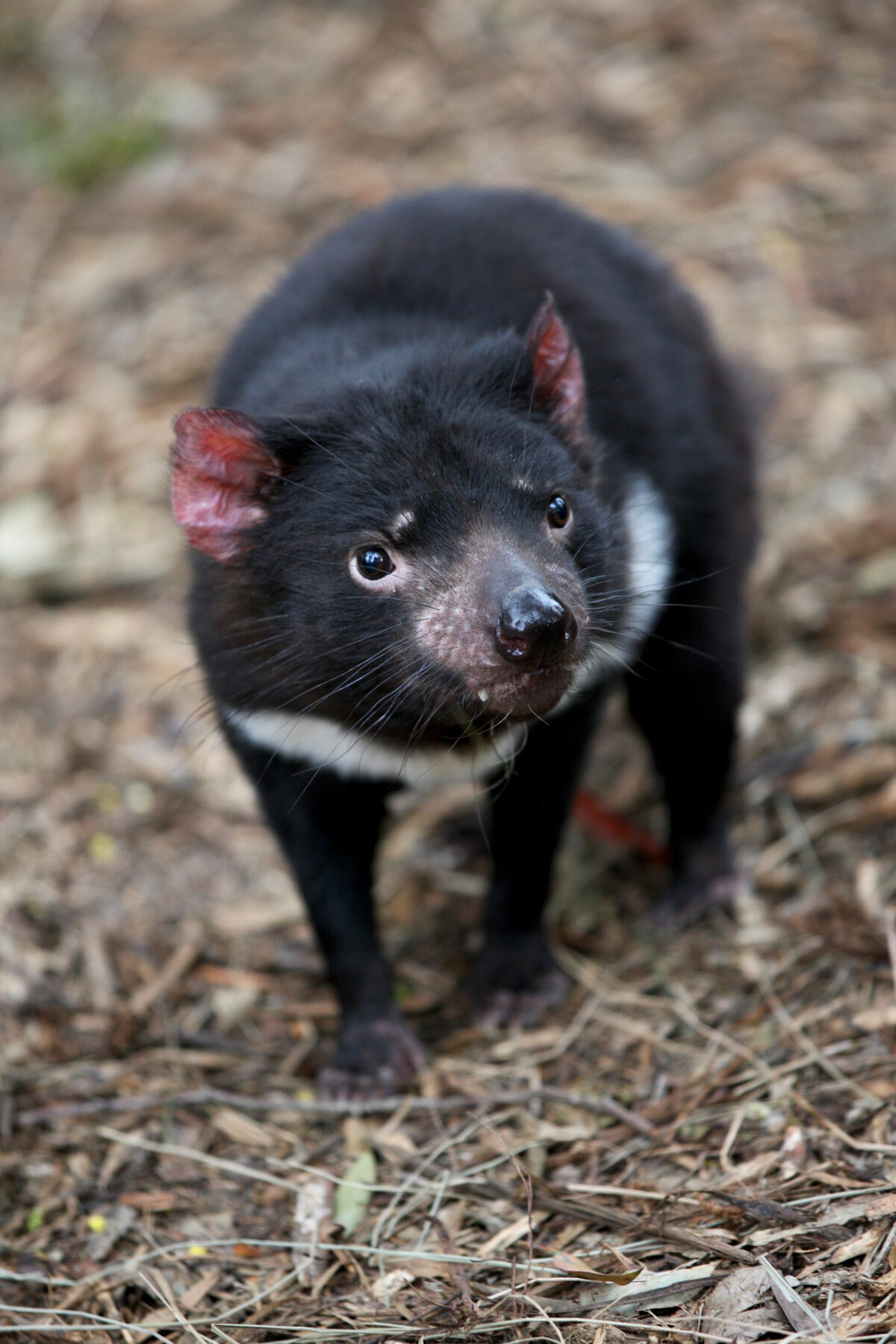 A tasmanian devil
