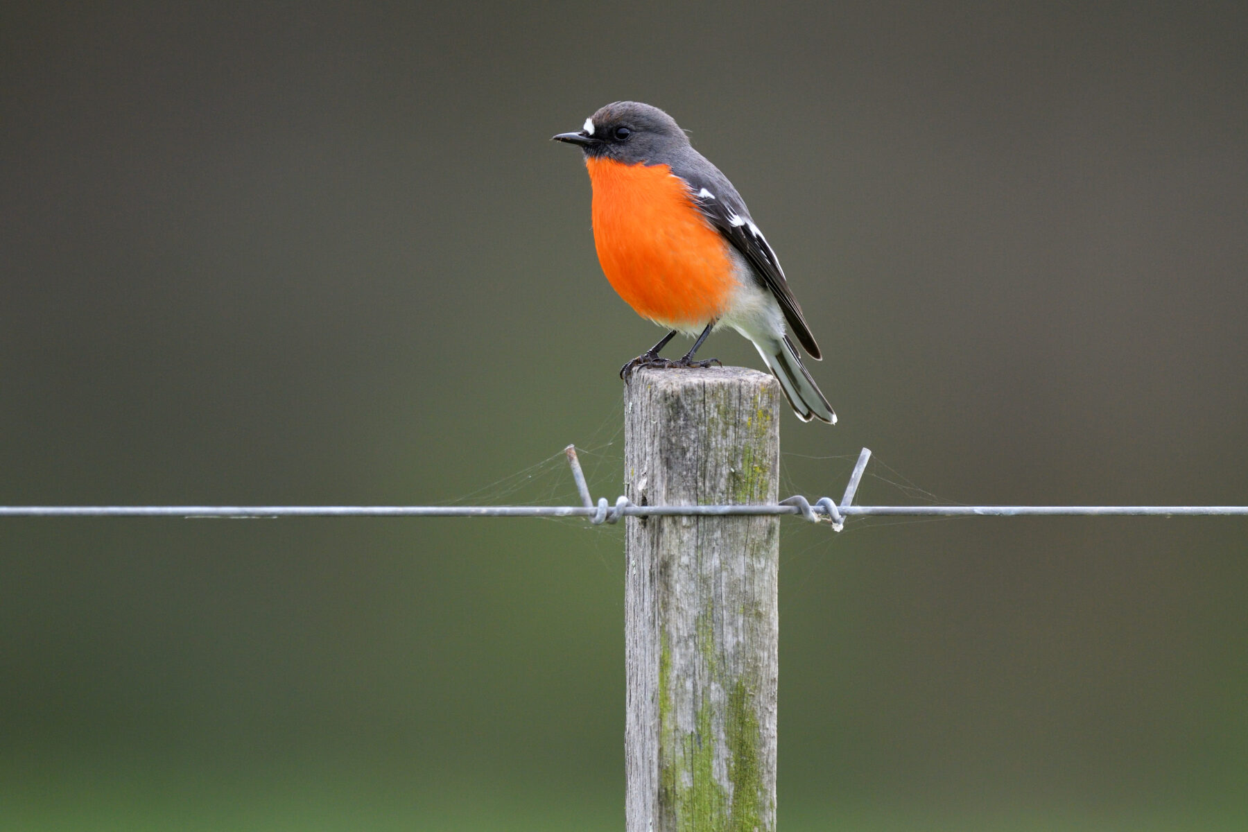 A flame robin (Petroica phoenicea)