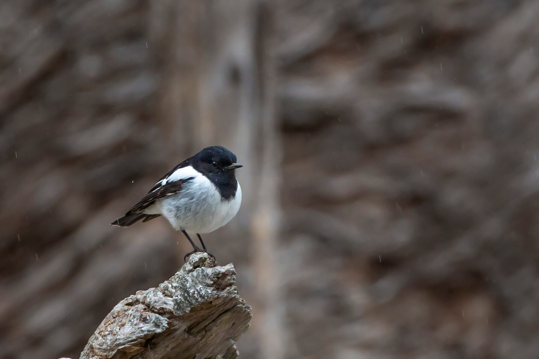 A hooded robin (Melanodryas cucullata)