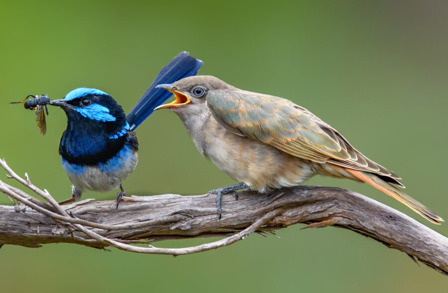 A superb fairy wren foster parent about to feed a Horsfield’s bronze cuckoo chick.
