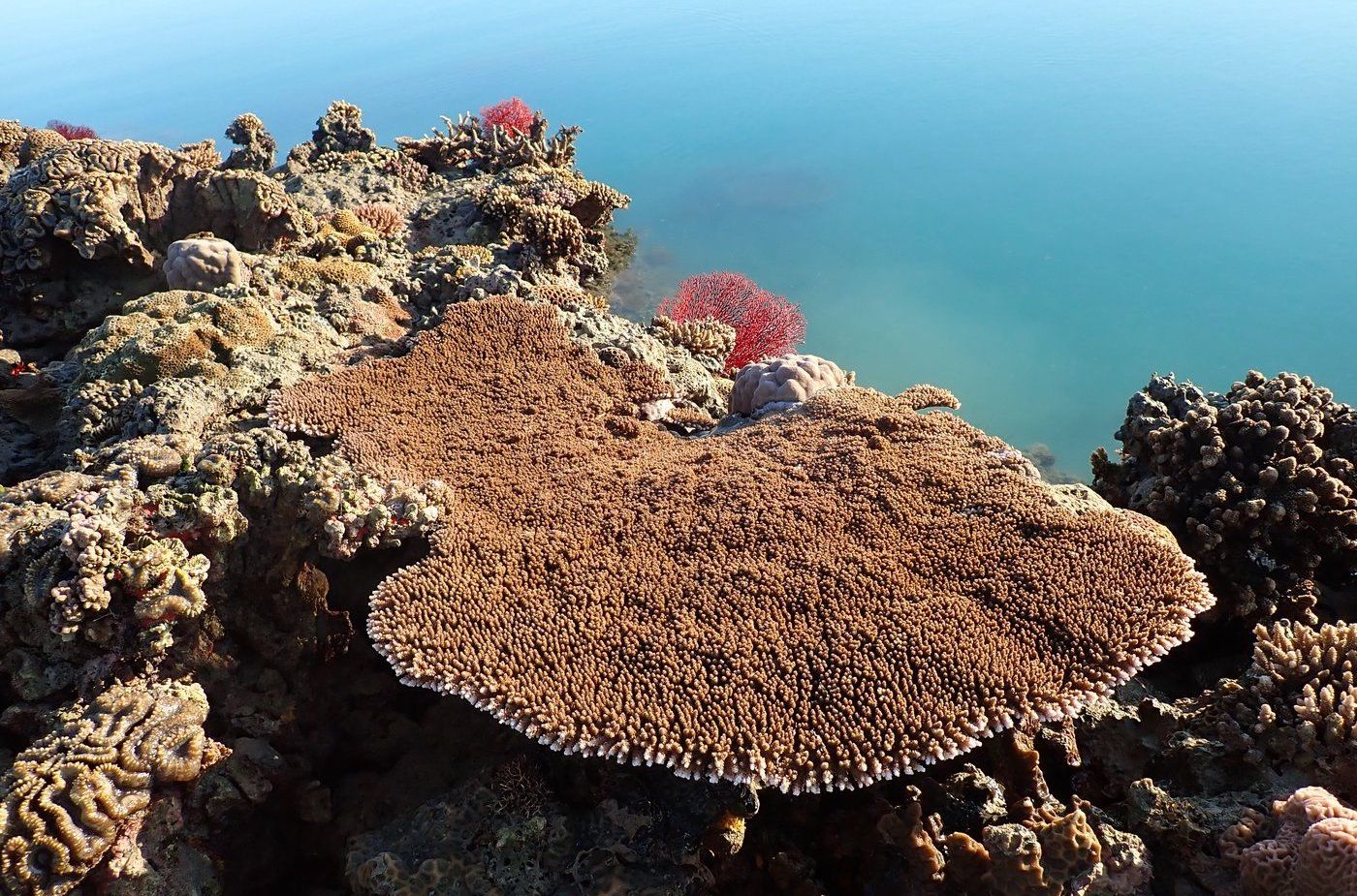 Kimberley corals could hold the key to saving our reefs - Australian Geographic