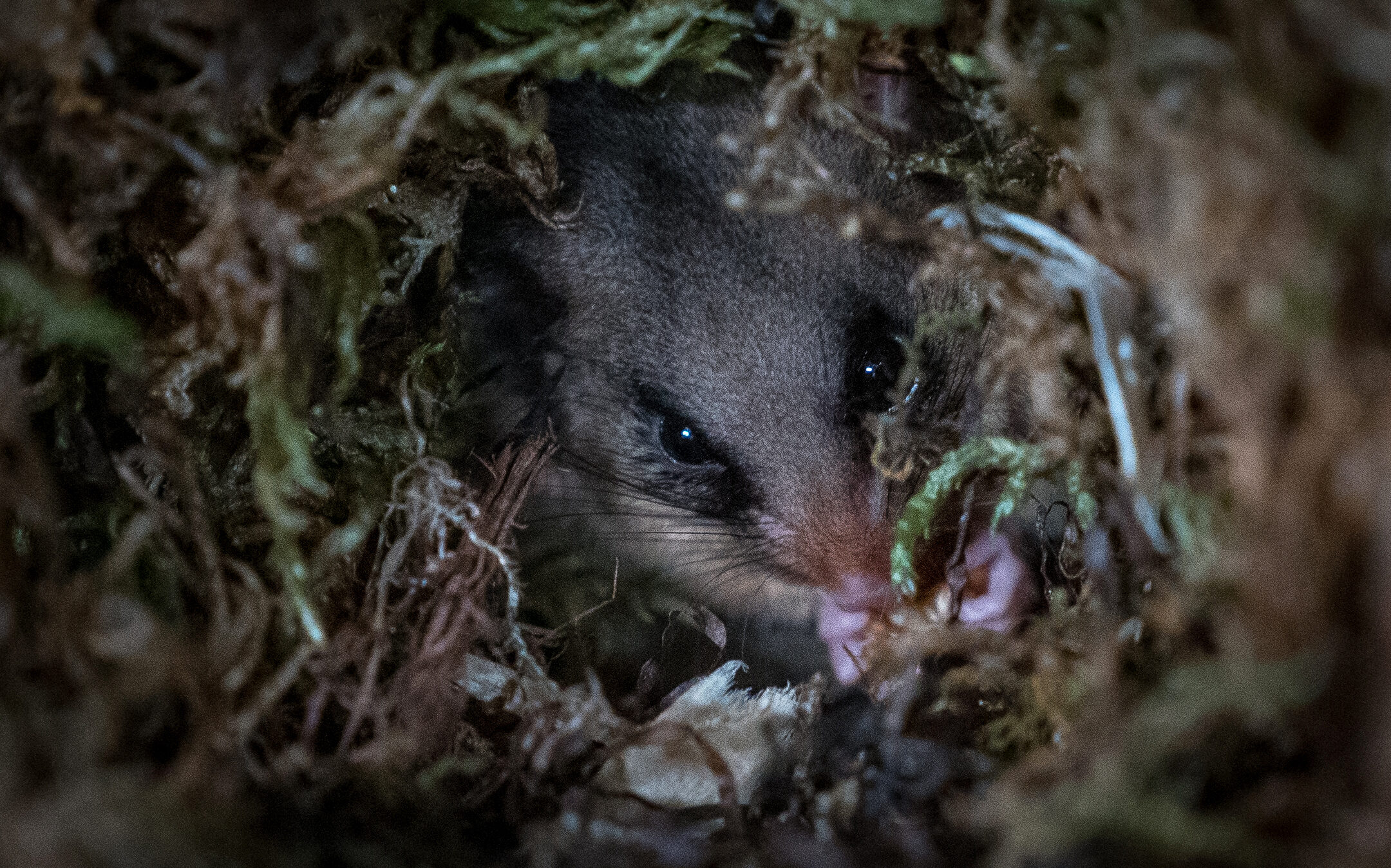 A mountain pygmy-possum (Burramys parvus) bunkering down for hibernation