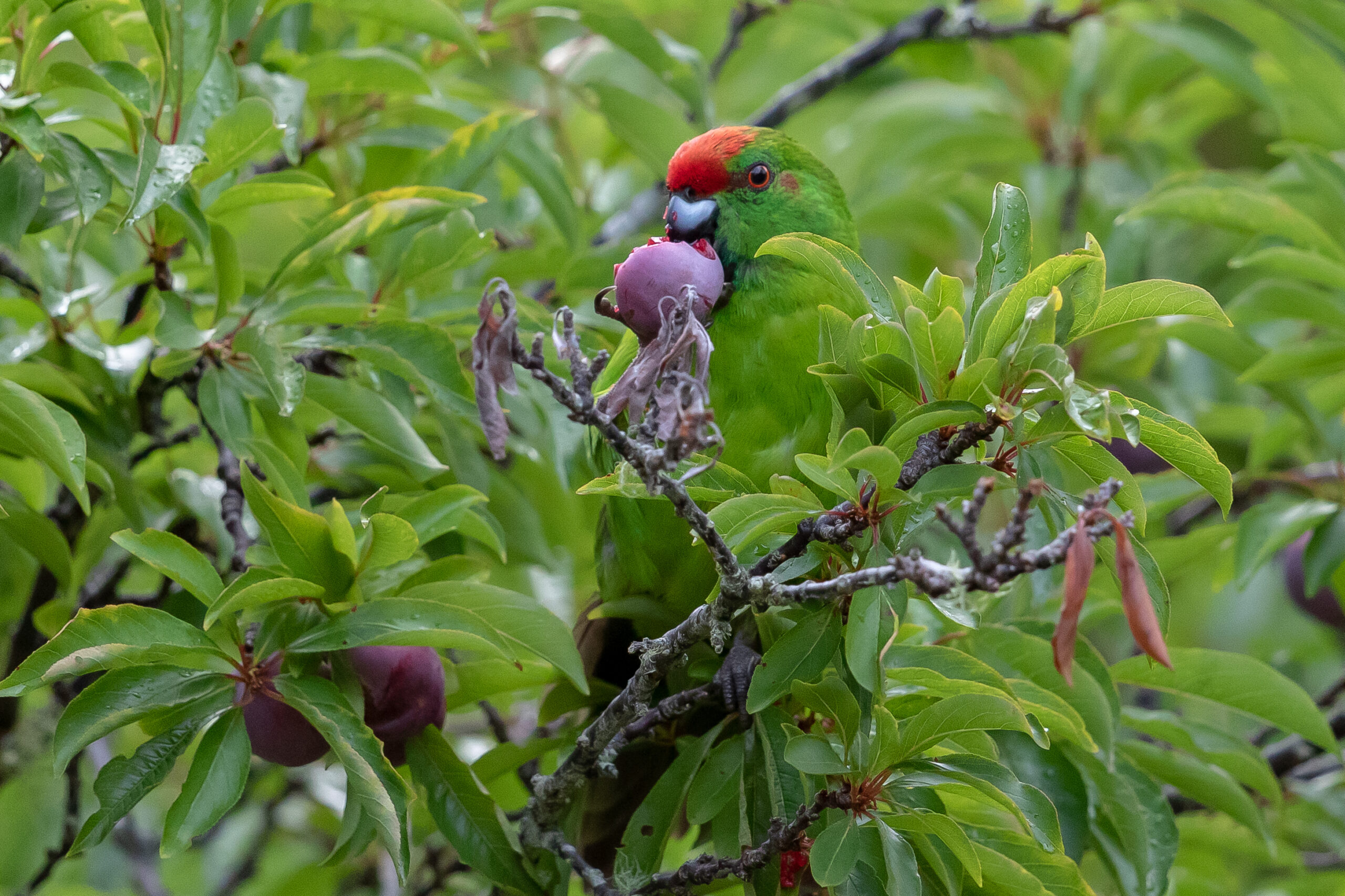 Flying high: pleasure-seeking parrots pick pungent chemicals